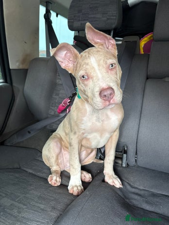 American Bully dogs 5 month old American bully x pocket bully - Advert 1