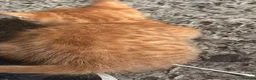 Mixed Breed cats for sale: Gingerbaby - Advert 9