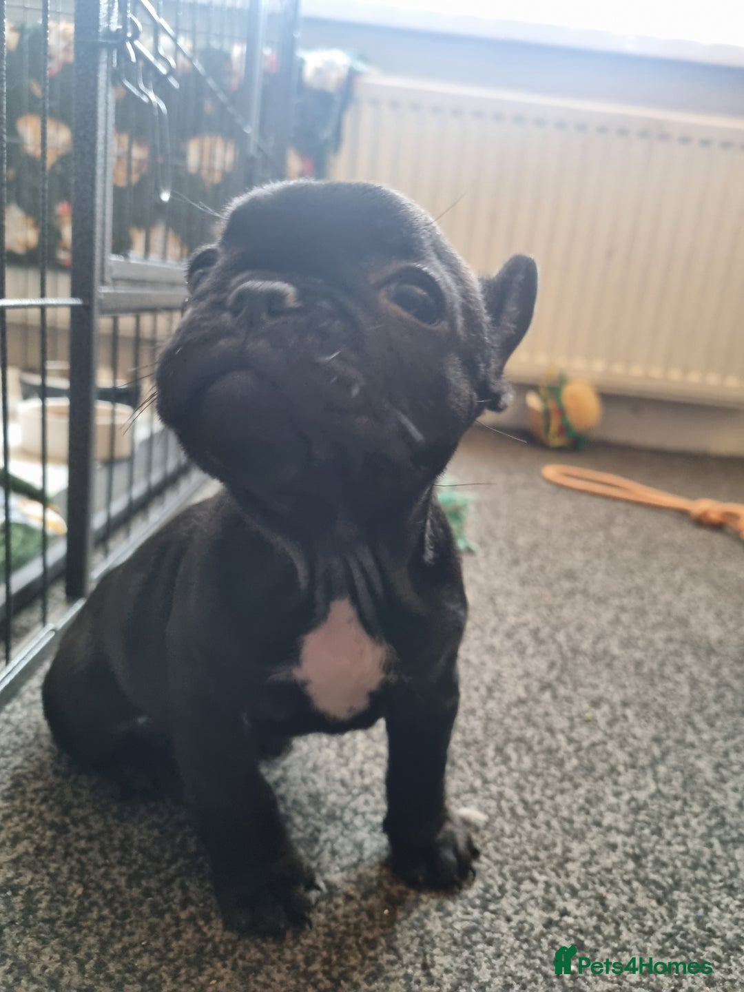 French Bulldog dogs for sale: French Bulldog Puppy - Advert 8