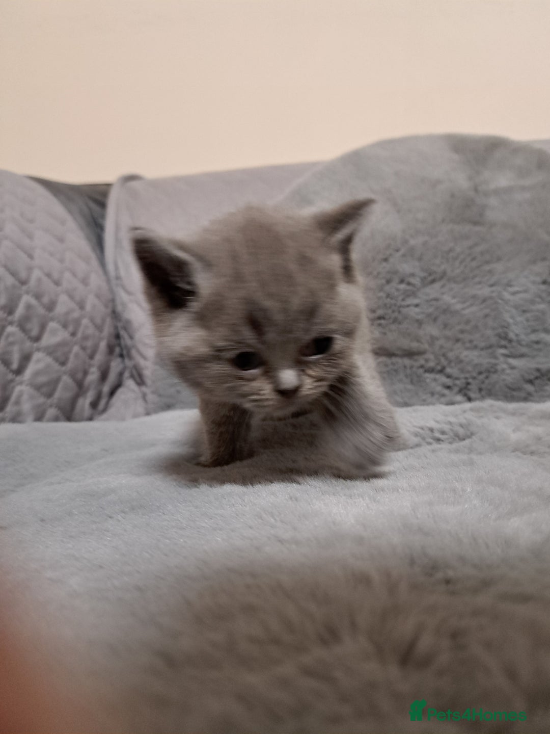 British Shorthair cats for sale: BRITISH SHORTHAIR BLUE and LILAC are AVAILABLE  - Advert 9