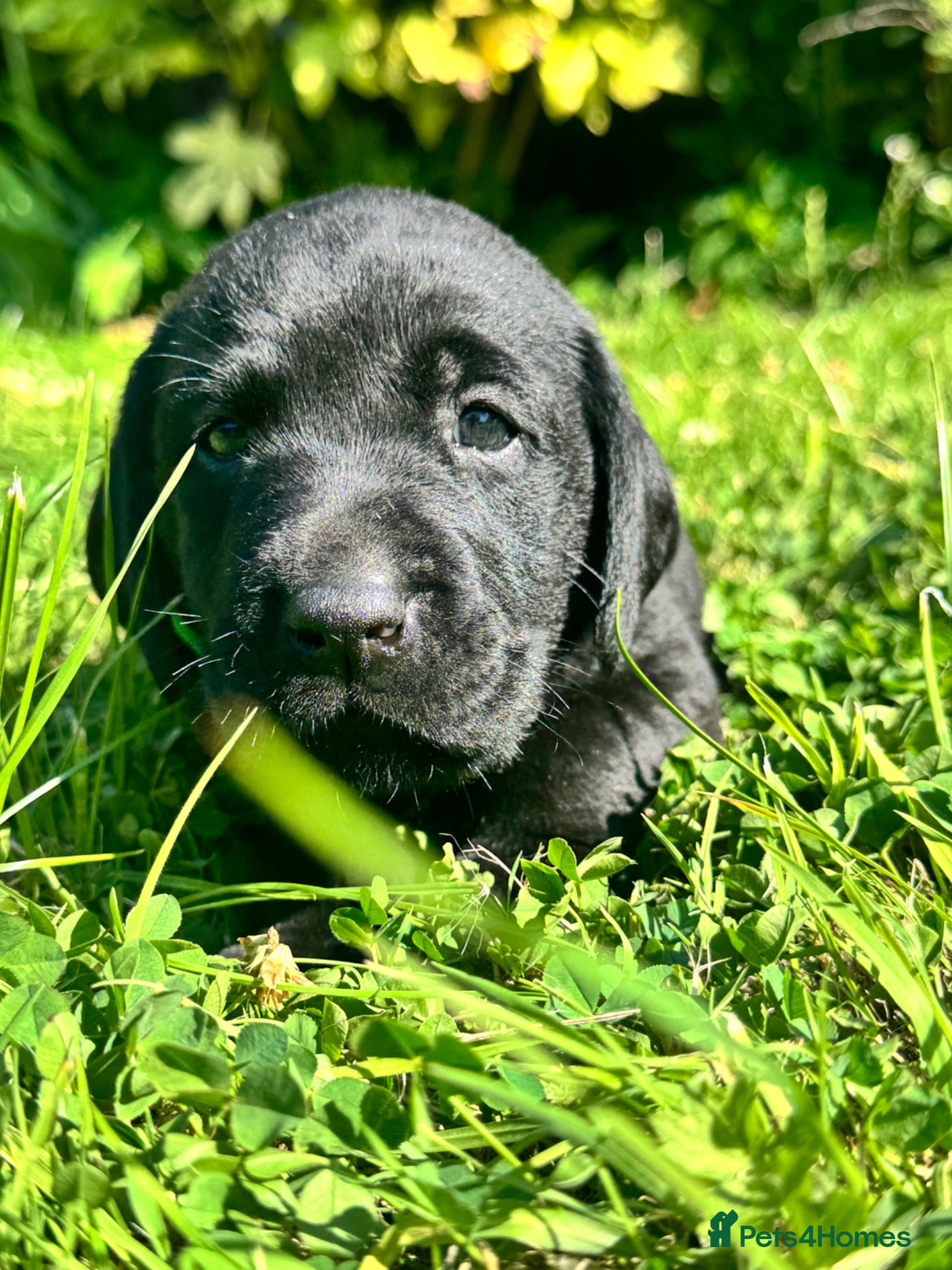 Labrador Retriever dogs Exceptional KC Labrador Puppies from Working Line  - Advert 1