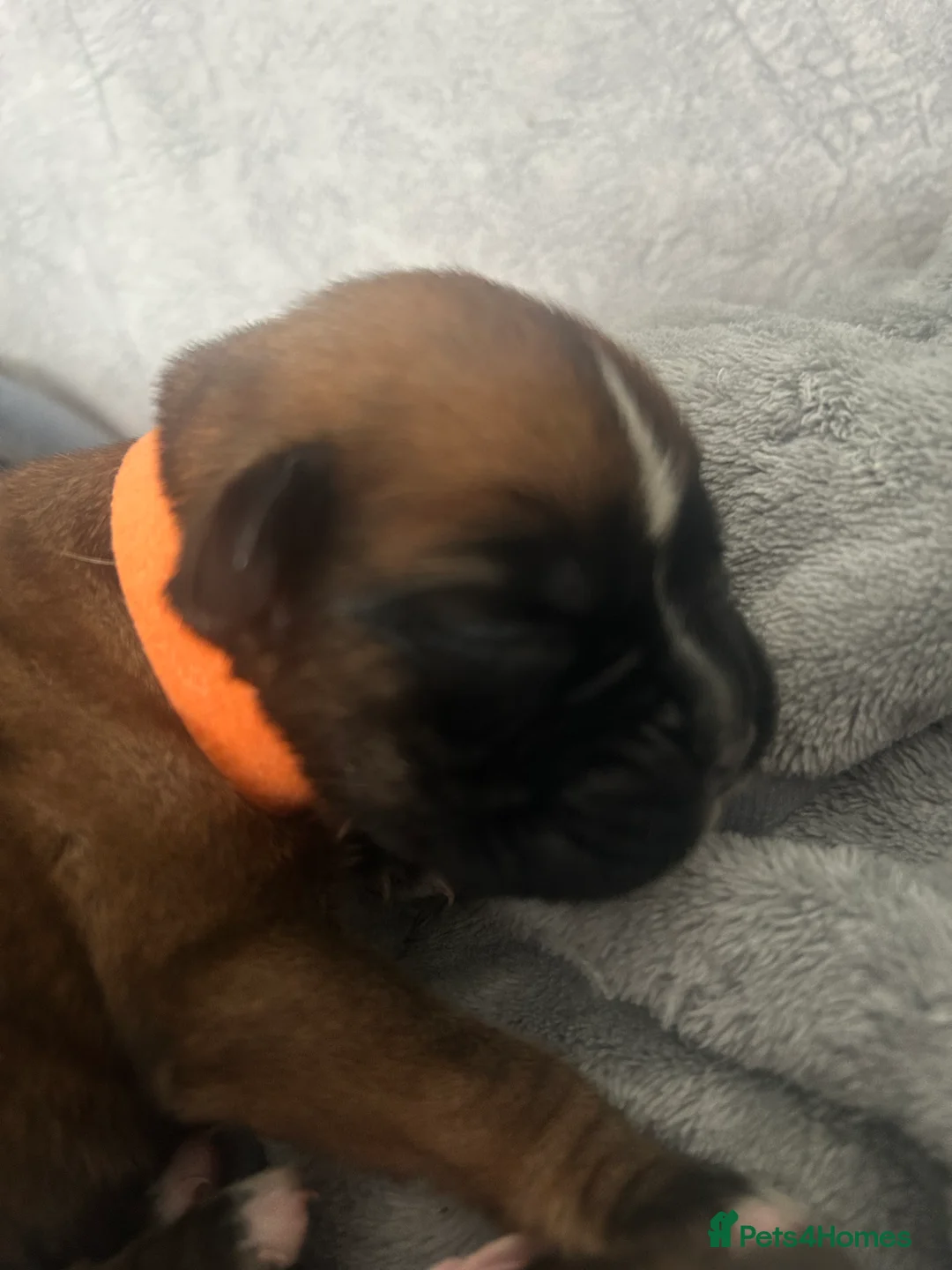 Boxer dogs for sale: Exceptional Litter - World Champion Bloodline  - Advert 27