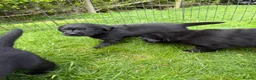 Labrador Retriever dogs for sale:  Delightful Black Labrador Litter  in Lancaster - Advert 6