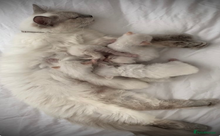Ragdoll cats - Advert 4
