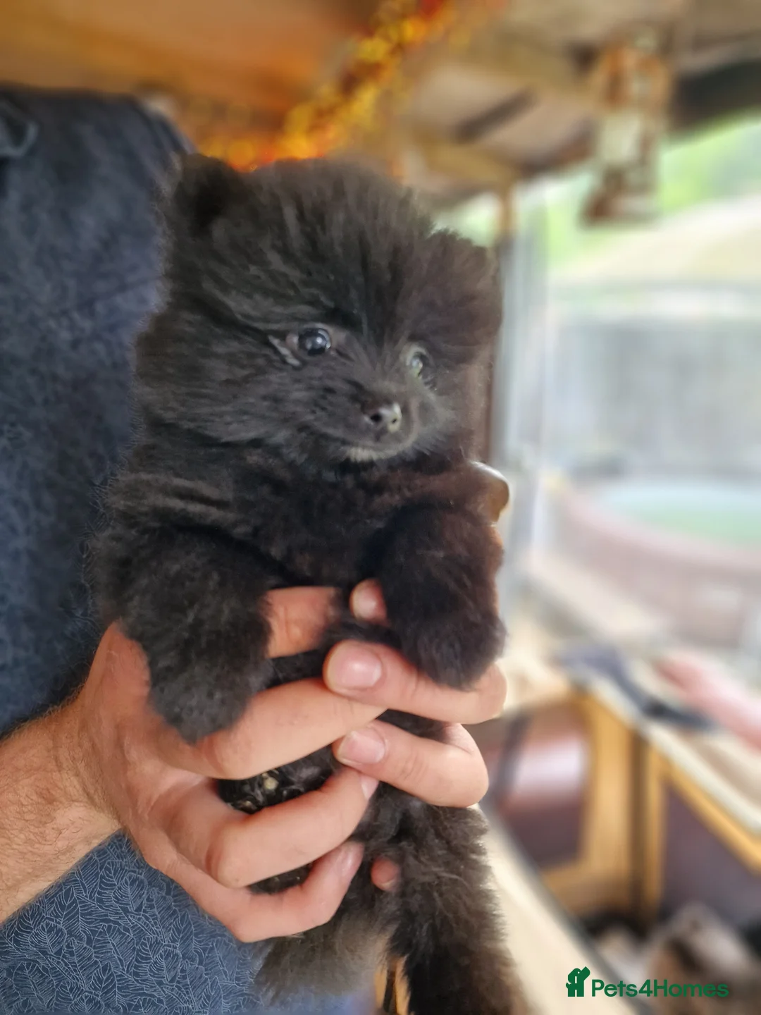 Pomeranian dogs for sale: Cute Pomeranian boys, amazing colour in Wigan - Advert 2