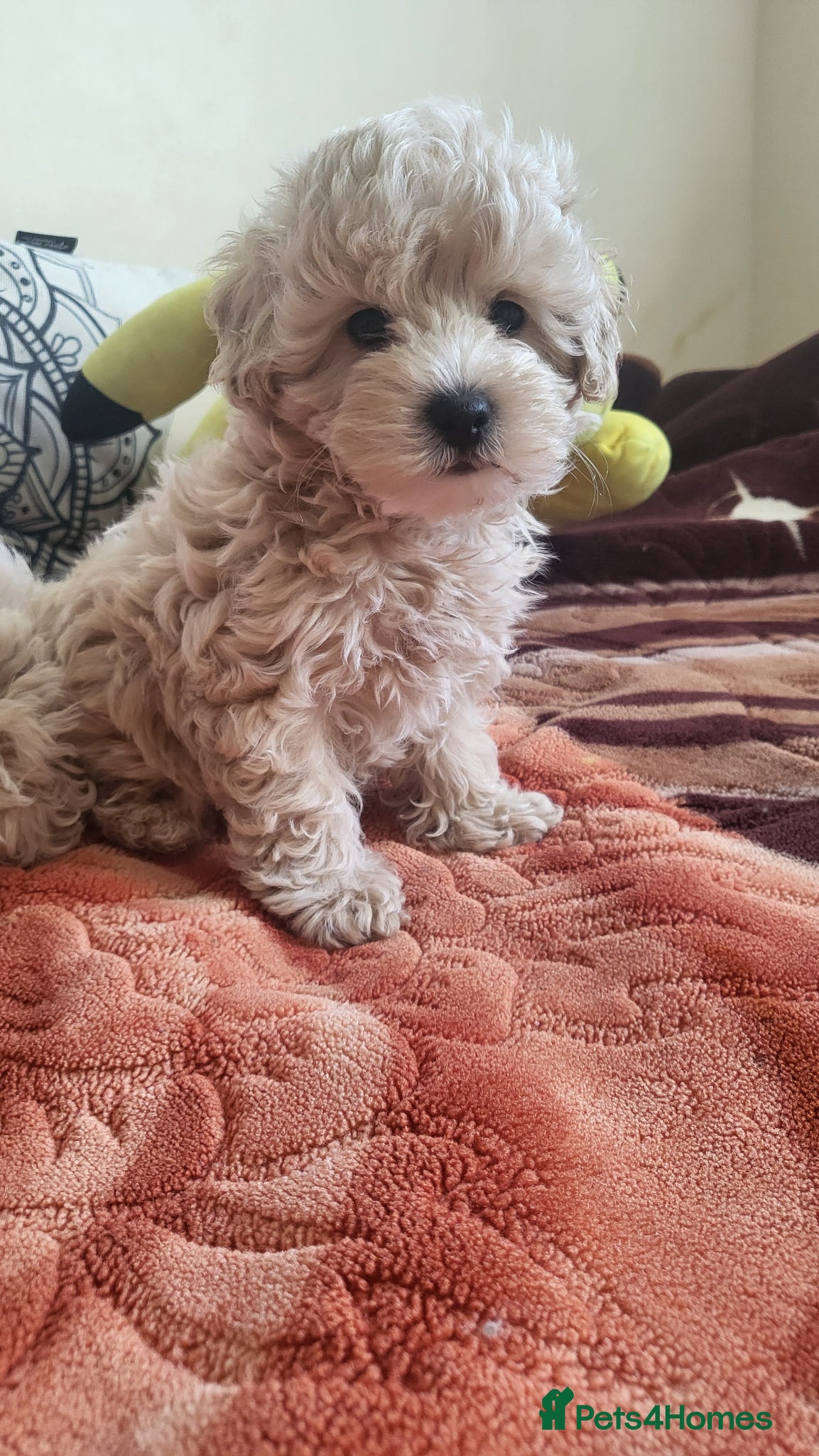 Maltipoo dogs Maltipoo  - Advert 2