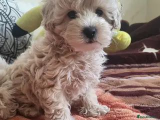 Maltipoo dogs Maltipoo - Advert 2