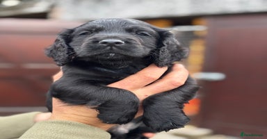 Cocker Spaniel dogs - Advert 10