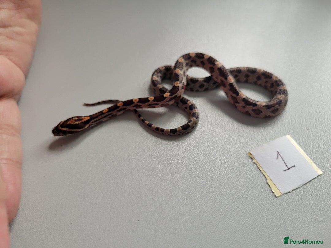 Corn Snake reptiles for sale: 6 week old baby corn snakes - Image 25