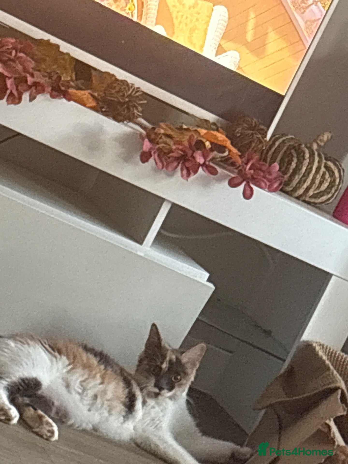 Mixed Breed cats 3 female kittens for sale  - Advert 4