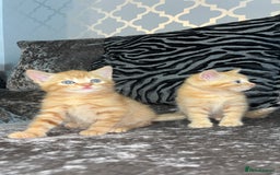Mixed Breed cats for sale: British shorthair x kittens ready to leave mum!  - Image 3