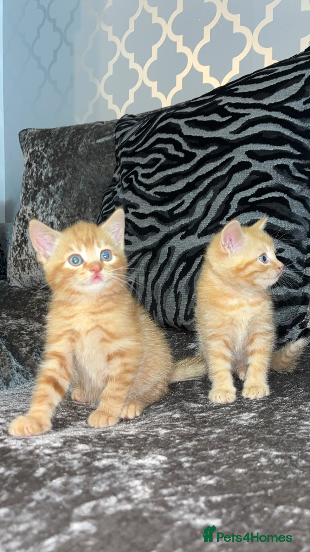 Mixed Breed cats for sale: British shorthair x kittens ready to leave mum!  - Image 3