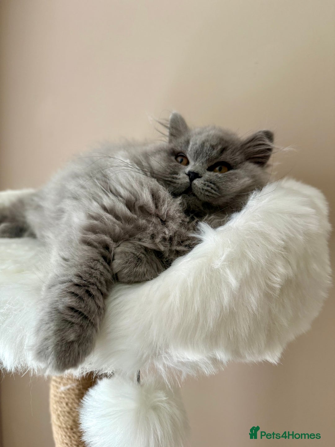 British Shorthair cats for sale: ⭐ Champion GGCF British longhair kitten ⭐  - Advert 4