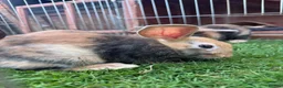 Harlequin rabbits for sale: Harlequin rabbits ready to go! - Advert 6