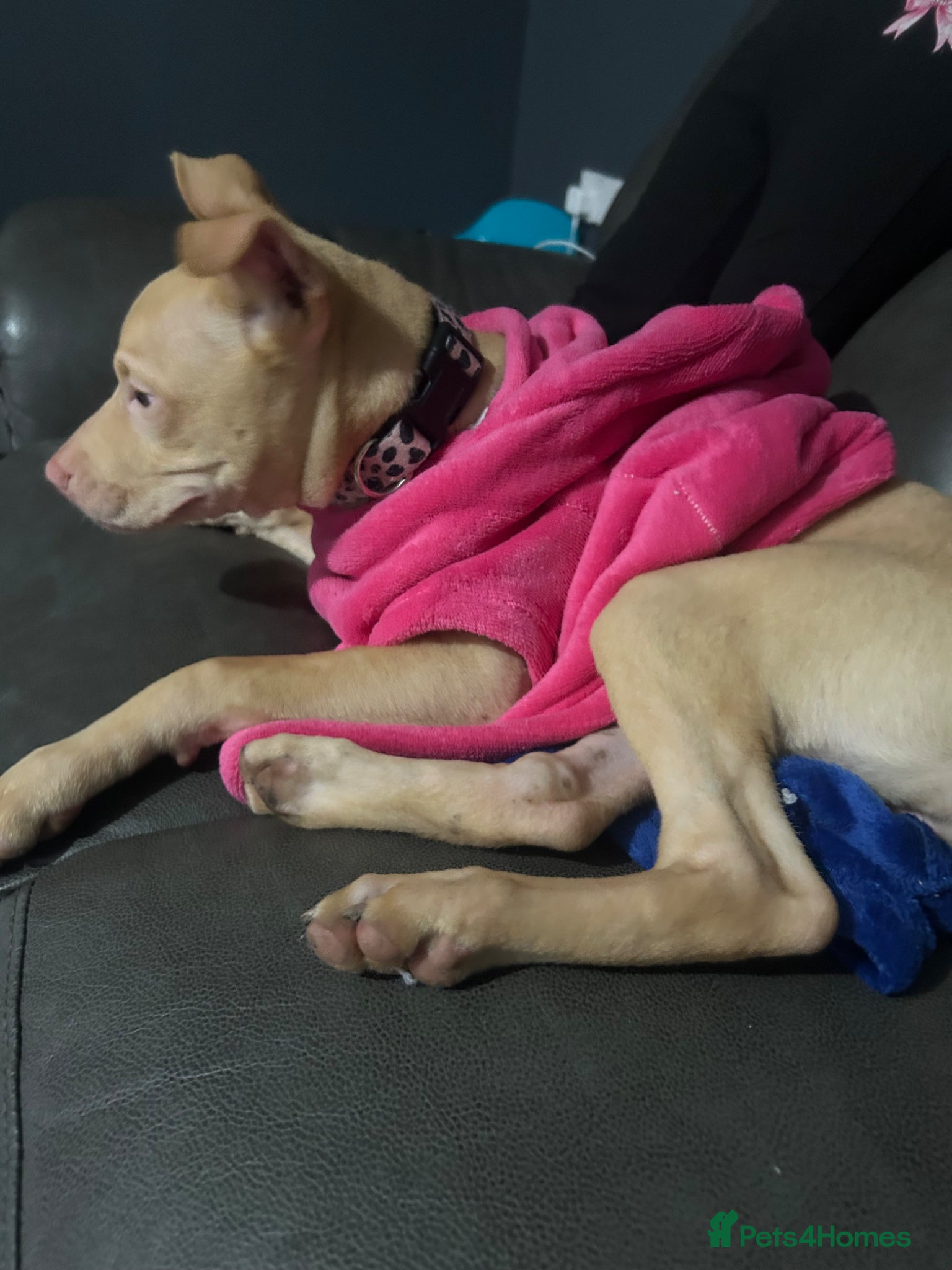 Mixed Breed dogs 7 month old Narla - Advert 2