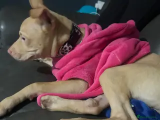 Mixed Breed dogs 7 month old Narla - Advert 2