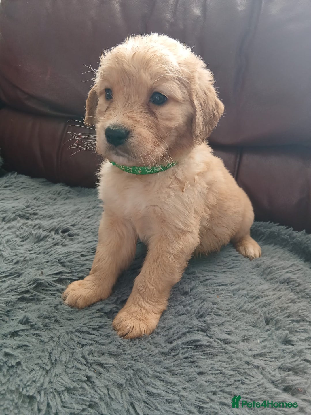 Golden Retriever dogs for sale: 🐾 Golden Retriever Puppies – Ready Soon! 🐾 - Image 34