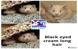 Hamster rodents for sale: Friendly Well Handled Syrian Hamsters - Image 6