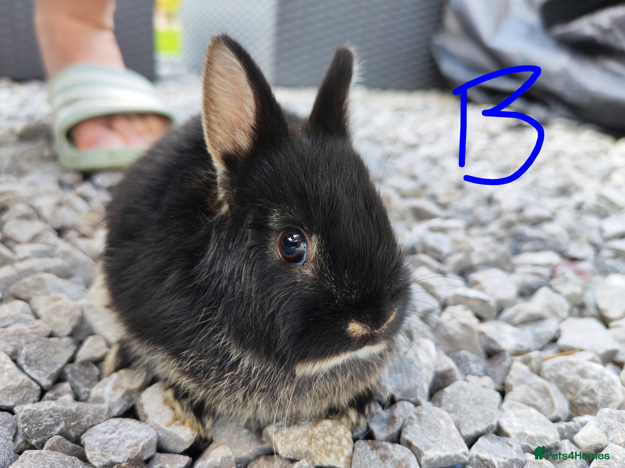 Netherland Dwarf rabbits Netherland dwarfs - Advert 2