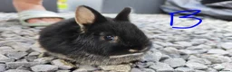 Netherland Dwarf rabbits for sale: Netherland dwarfs - Advert 13