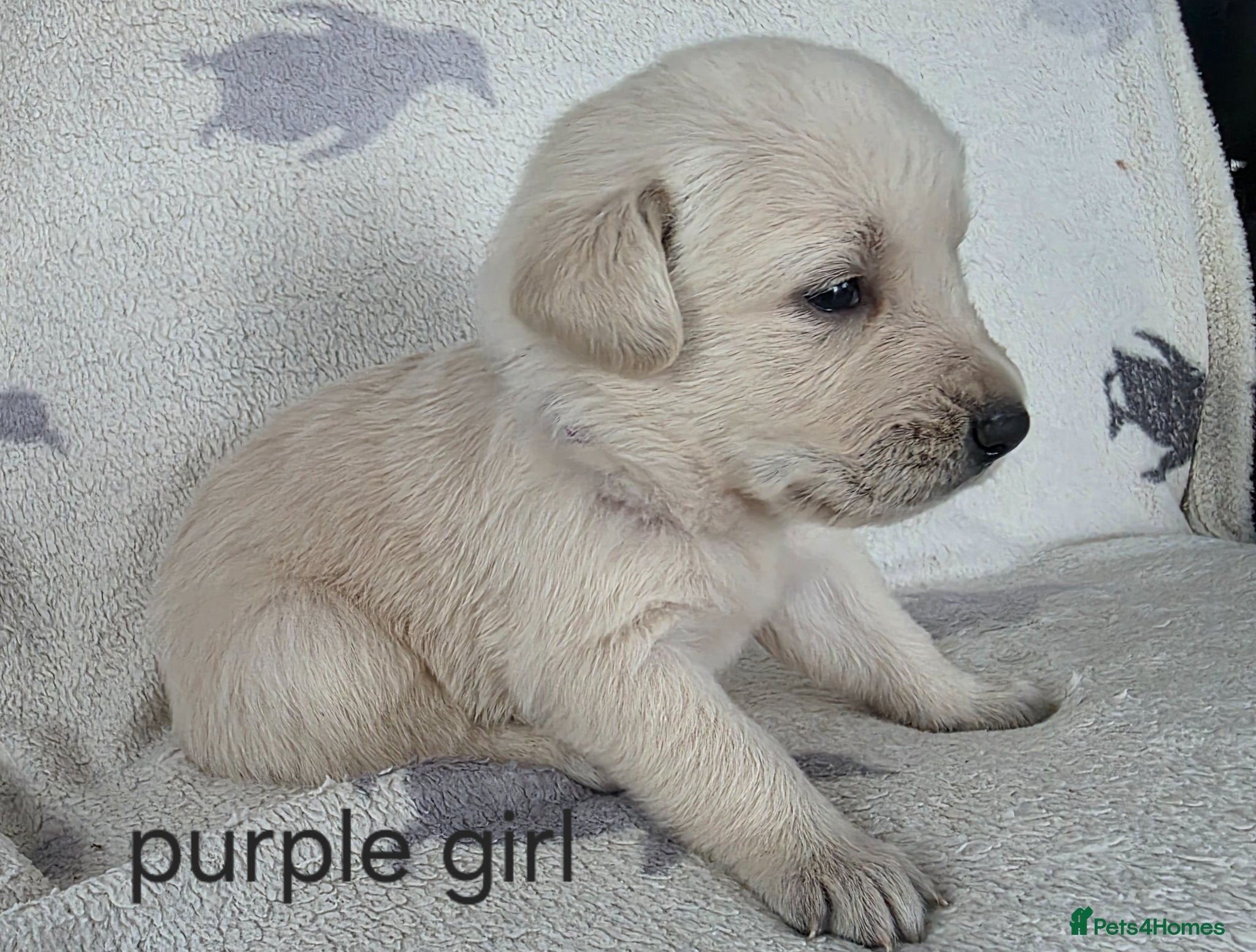 Goldador dogs for sale: retreiver puppys in Newport-on-Tay - Advert 5
