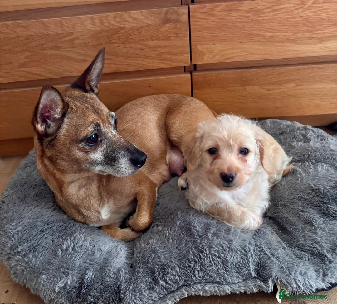 Mixed Breed dogs for sale: Puppy girl  - Advert 5