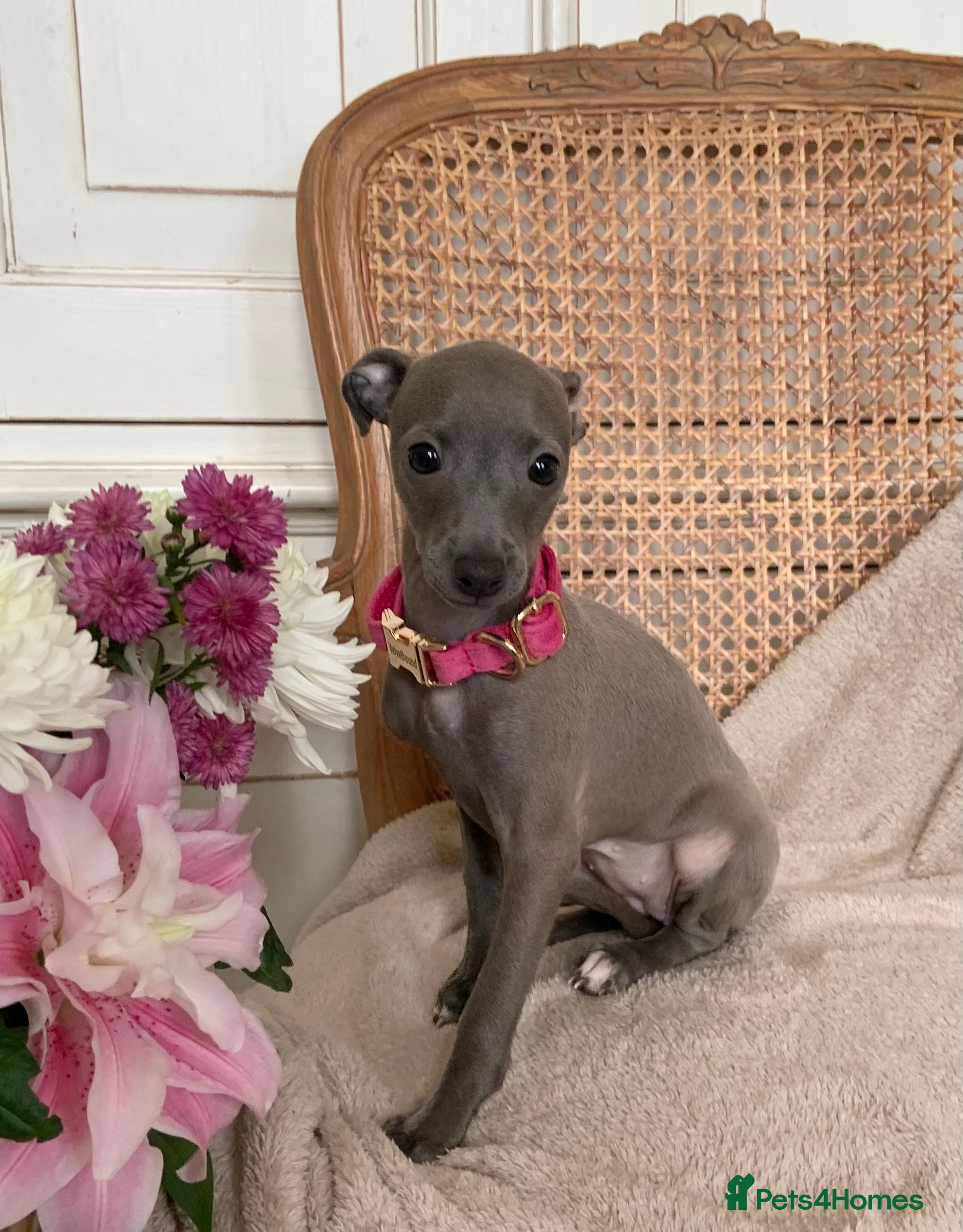 Italian Greyhound dogs KC Italian greyhound puppies European lineage - Advert 4