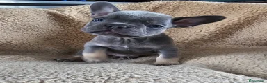 French Bulldog Puppy 1