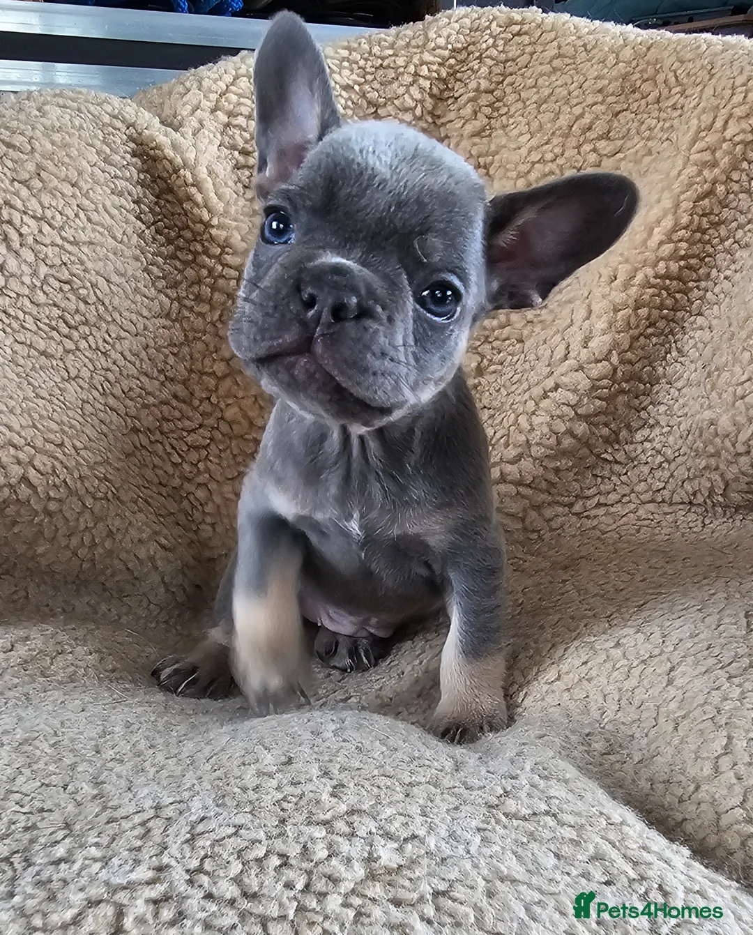 French Bulldog dogs for sale: French bulldog puppies  - Advert 12