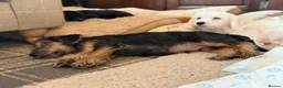 Jackapoo dogs for sale: Gorgeous jackapoo pups ready now  - Advert 7