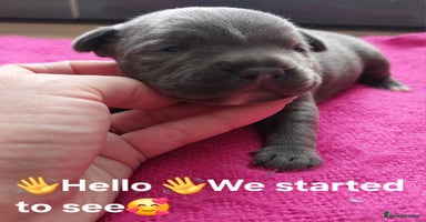Staffordshire Bull Terrier dogs - Advert 1