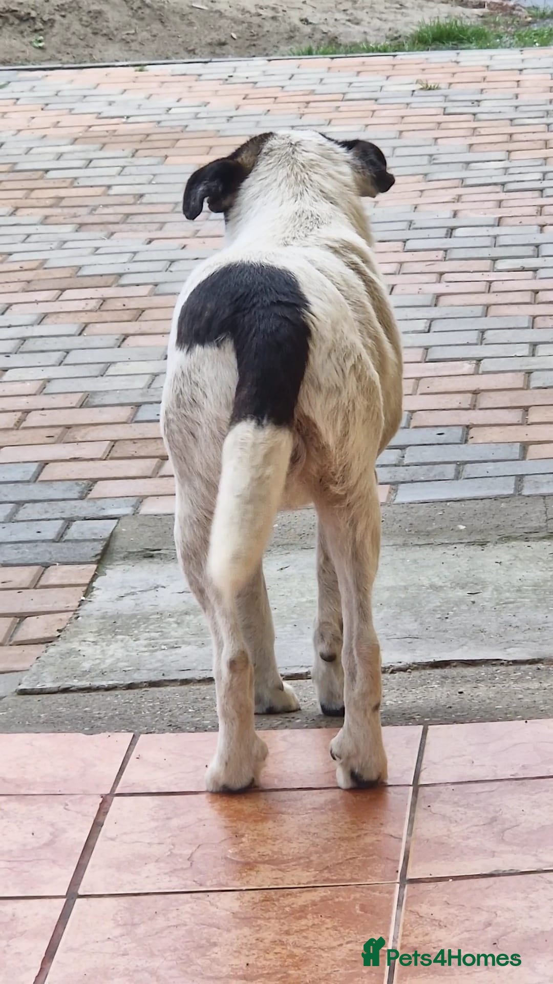 Mixed Breed dogs for adoption: PATROCLE – a Lovely boy for a Loving Home - Image 13