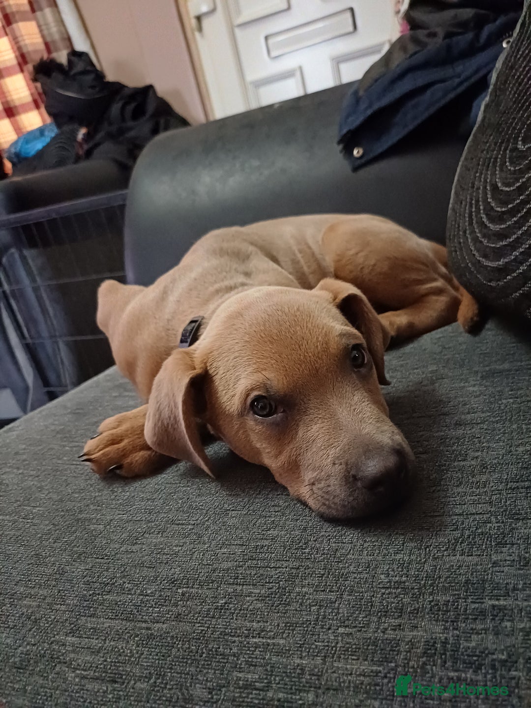 Mixed Breed dogs for sale: Karma - Advert 7