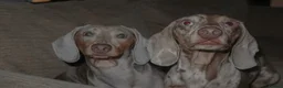 Dachshund dogs for sale: Dachshund puppies - Advert 6