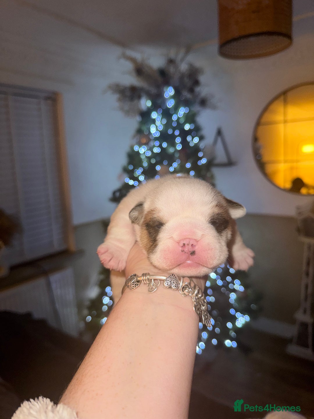 English Bulldog dogs for sale: Stunning English bulldog puppies  - Advert 12