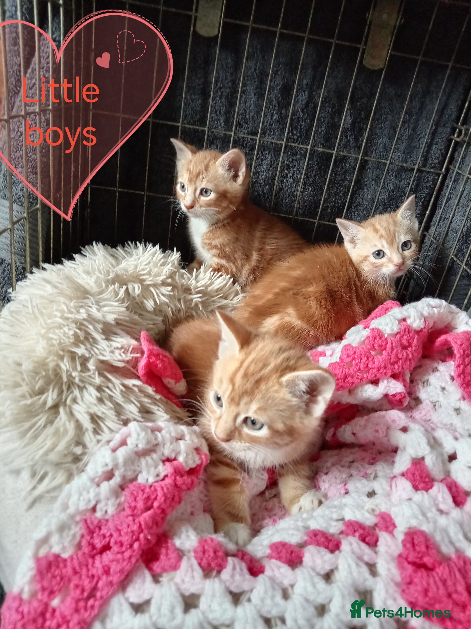 Mixed Breed cats Ginger kittens 3 girls 3 boys - Advert 4