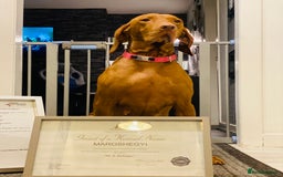 Hungarian Vizsla dogs for sale:   ⚜️Hungarian Vizsla puppies⚜️ - Image 23