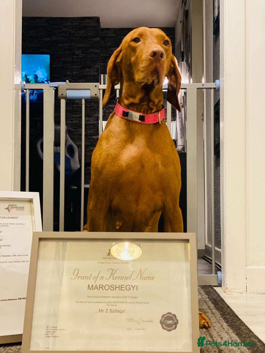 Hungarian Vizsla dogs for sale:   ⚜️Hungarian Vizsla puppies⚜️ - Image 23