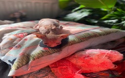 Sphynx cats for sale: Sphynx kittens full of love to give - Image 16