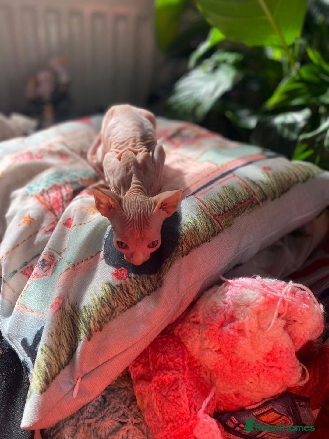 Sphynx cats for sale: Sphynx kittens full of love to give - Image 16