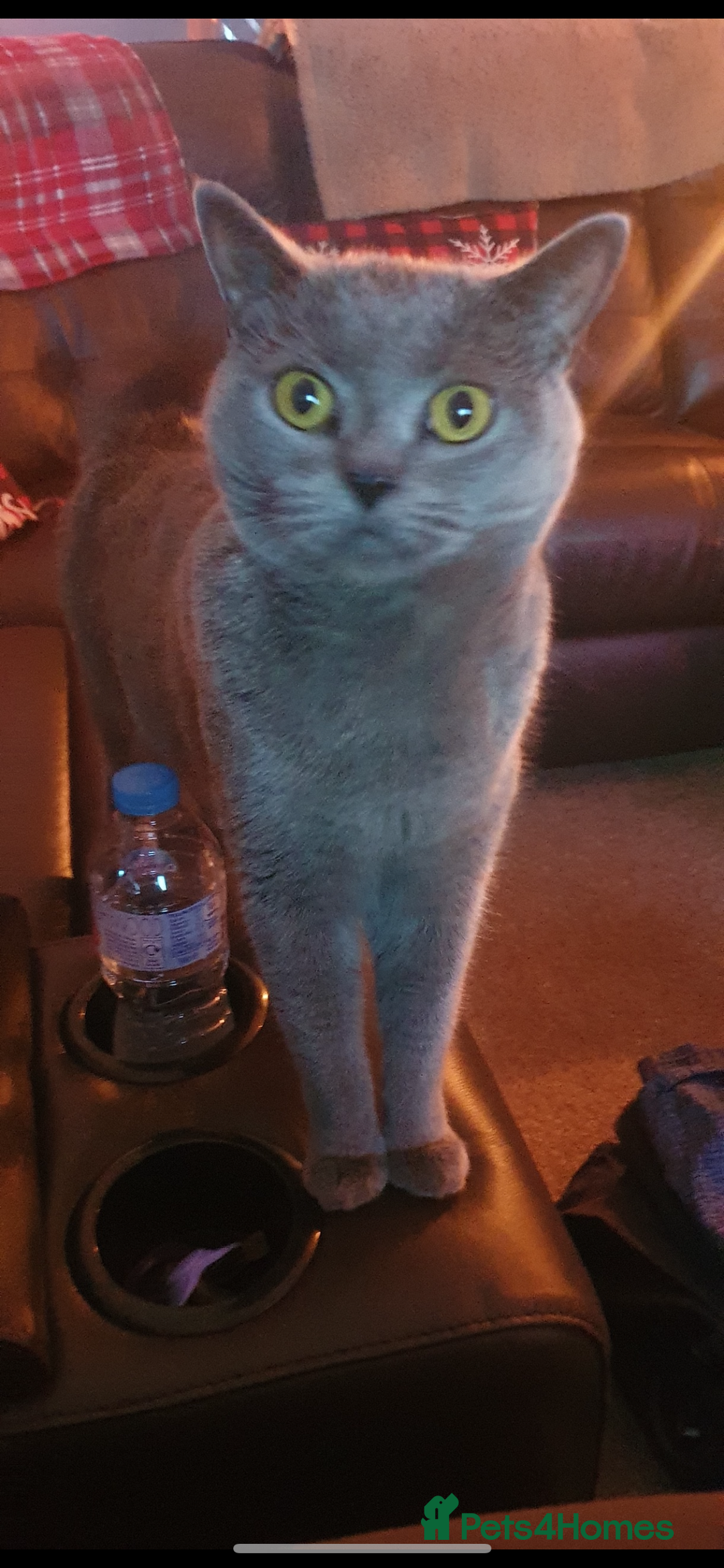 British Shorthair cats for sale: British shorthair  - Image 2