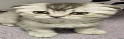 Mixed Breed cats for sale: BEAUTIFUL SCOTTISH FOLD X BRITISH SHORTHAIR - Advert 8