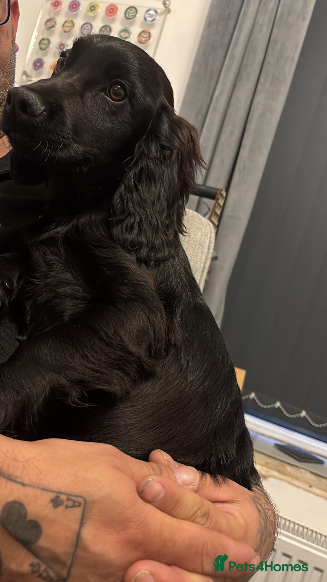 Cocker Spaniel dogs for sale: Gorgeous 14 week old boy - Image 2