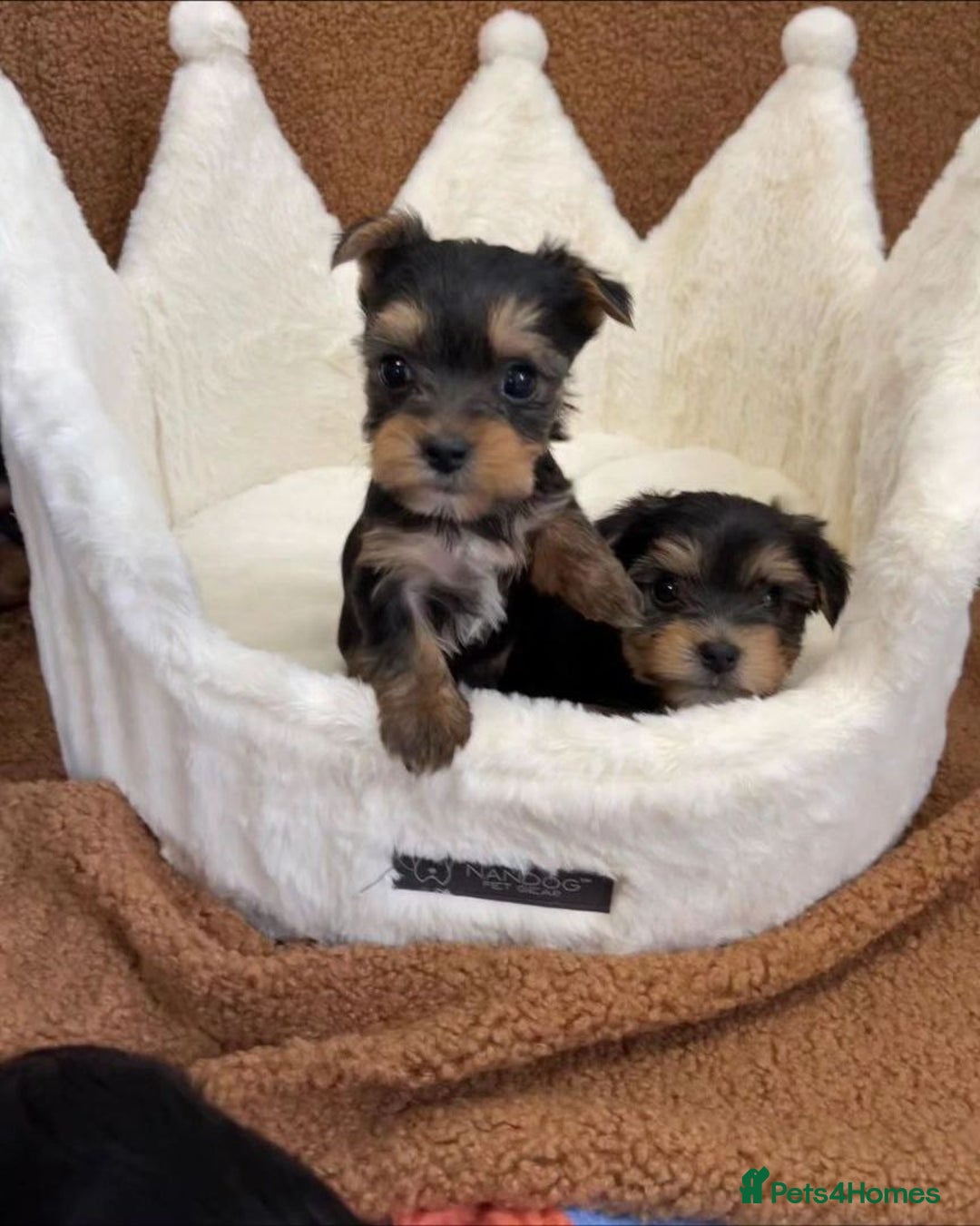 Yorkshire Terrier dogs for sale: Beautiful Yorkshire Puppies 🐶 - Image 3