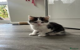 Mixed Breed cats for sale: X2 black and white fluffy girl kittens left - Image 10