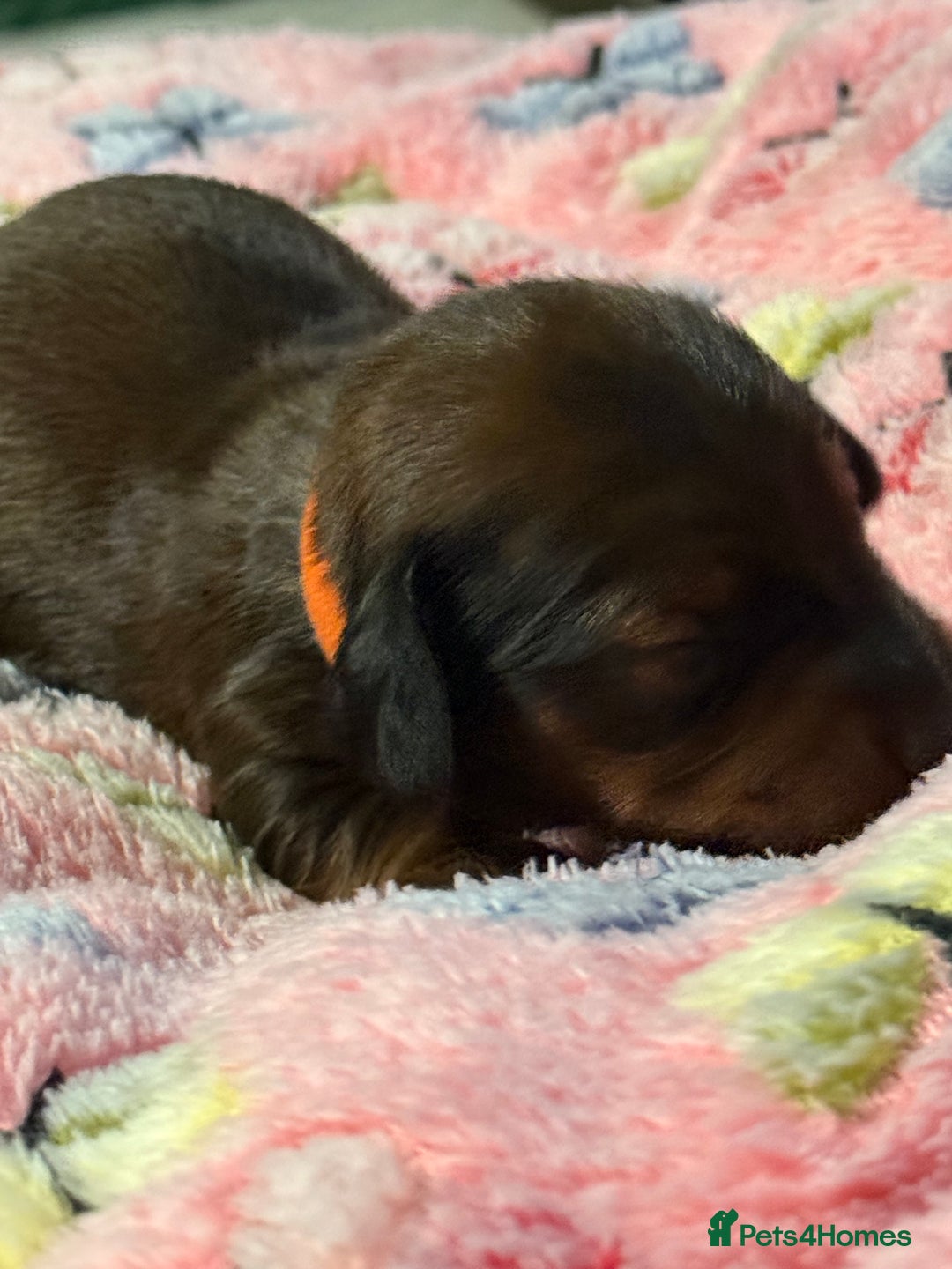 Miniature Dachshund dogs for sale: Long haired miniature dachshund litter  - Image 4