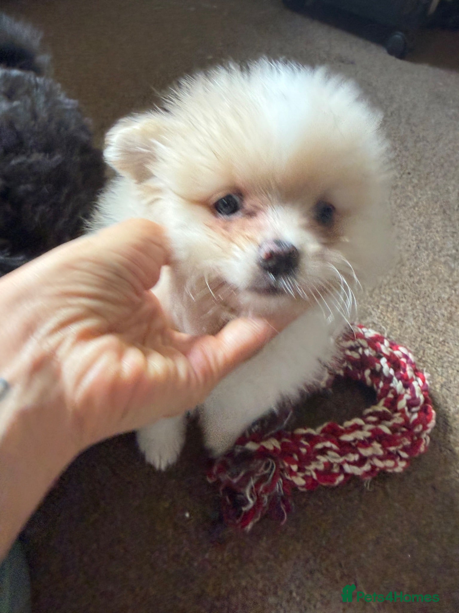 German Spitz dogs Pups to go  - Advert 2