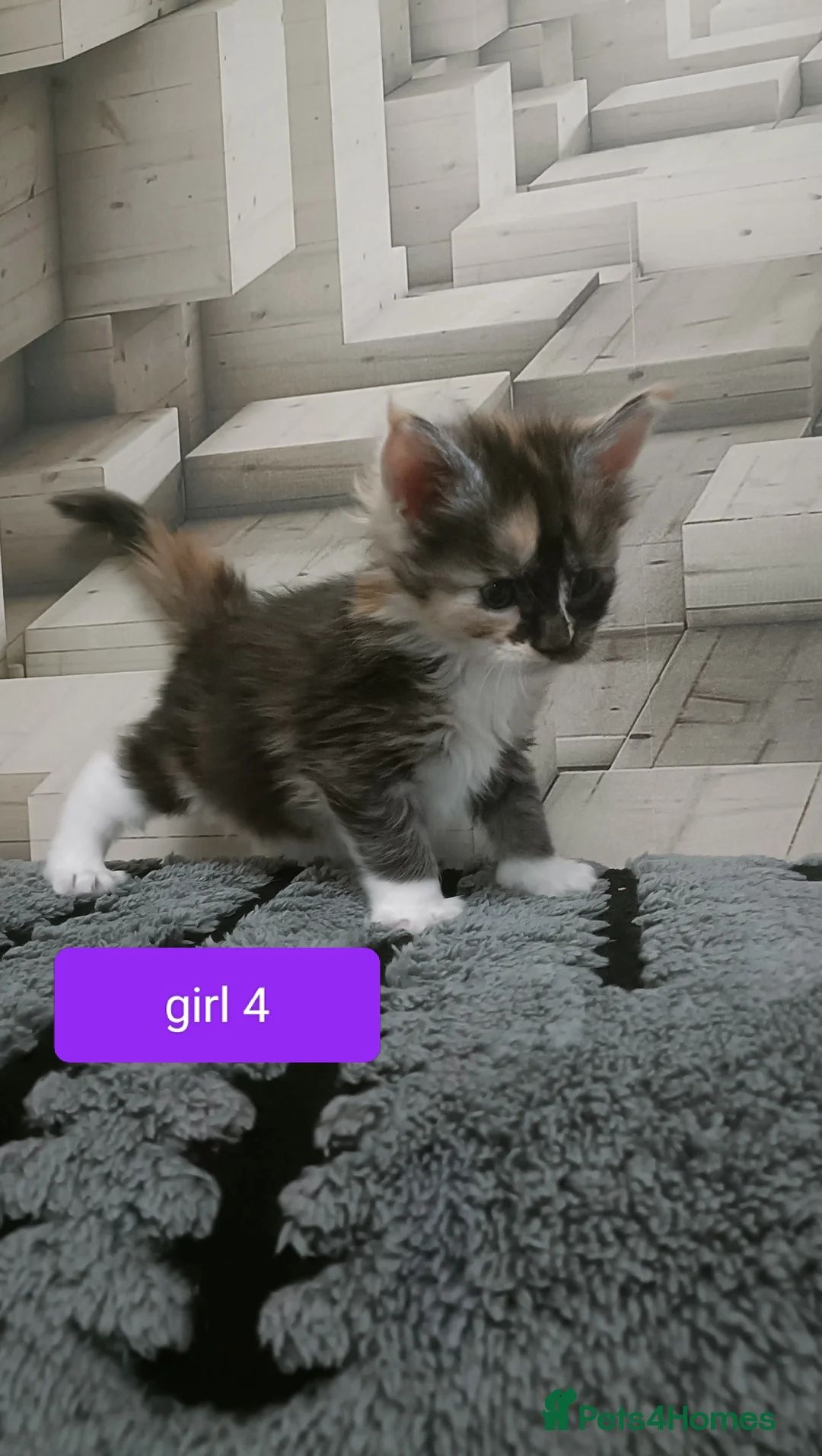Maine Coon cats for sale: 😻😻😻Adorable fluffy Maine Coon kittens 😻😻😻 - Advert 12