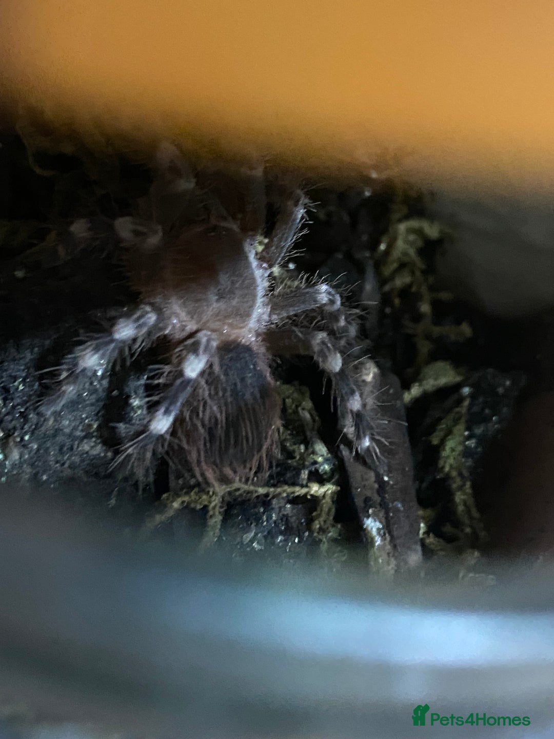 Spiders invertebrates for sale: 4 beautiful tarantulas  - Image 6