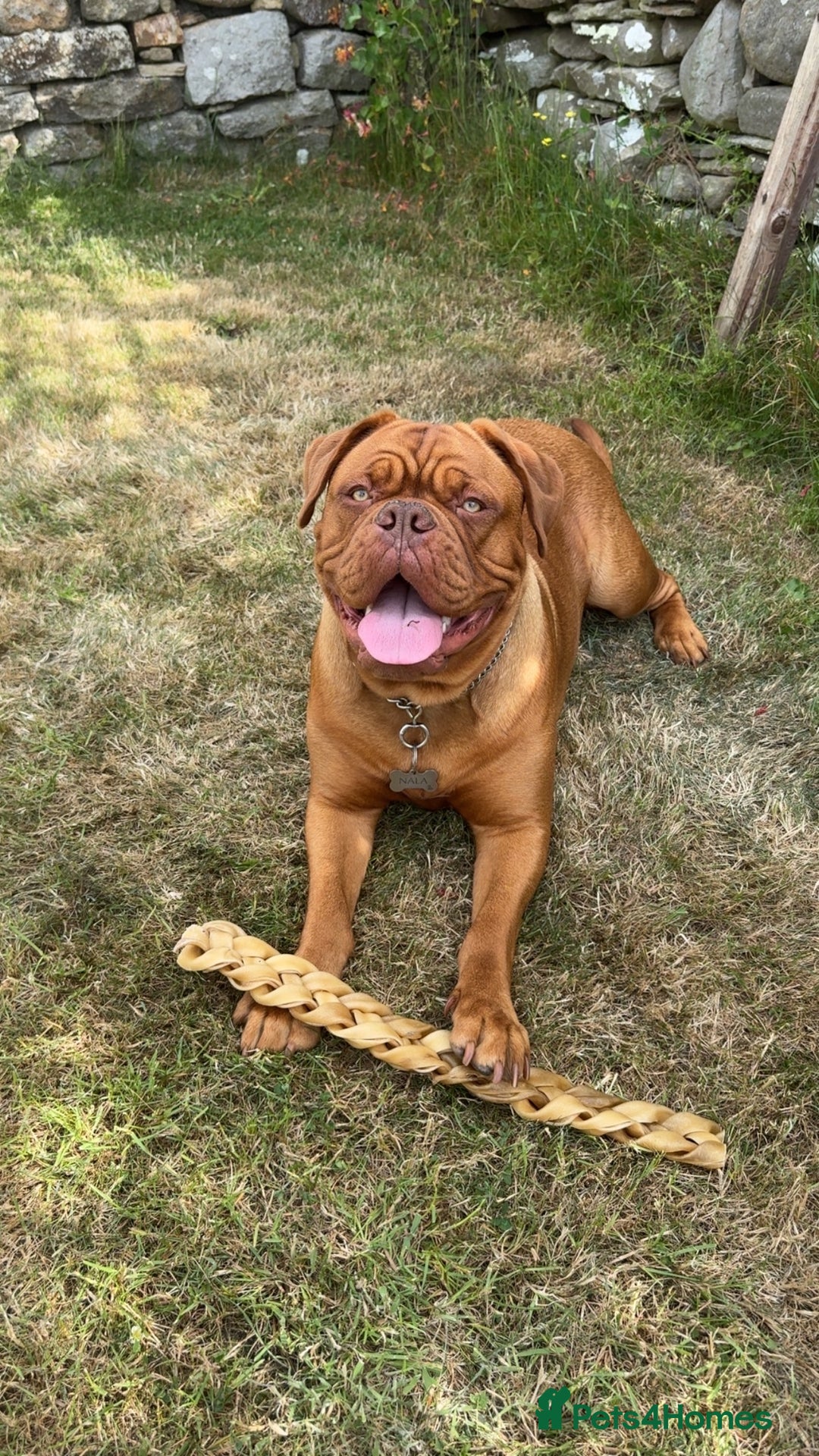 Bordeaux Puppies Champion Dogue De Bordeaux Staff X Dogue De
